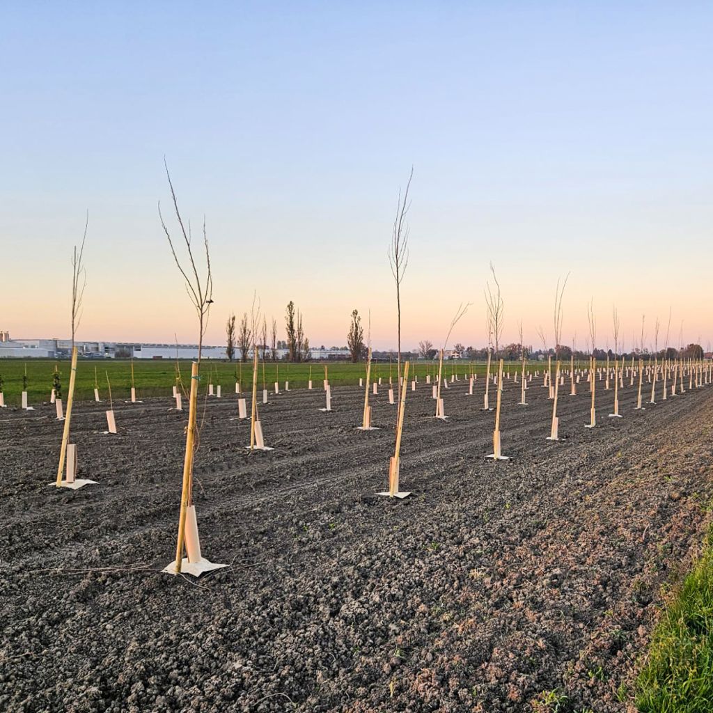 Bosco Smeg is born | Sorbolo (PR)