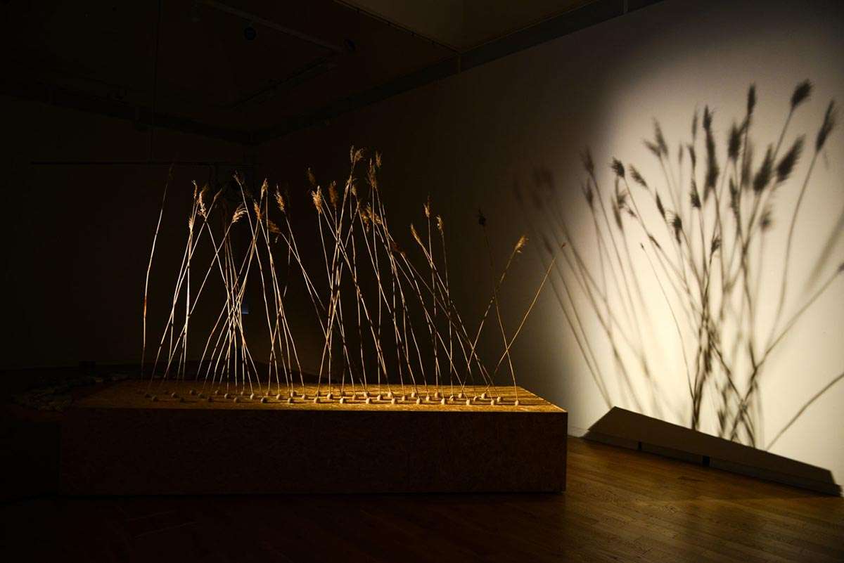 Calum MacKinnon Ferguson, SIAB #1, common reed, OSB, timber & fans (Buaile). Image Tara Drummie.