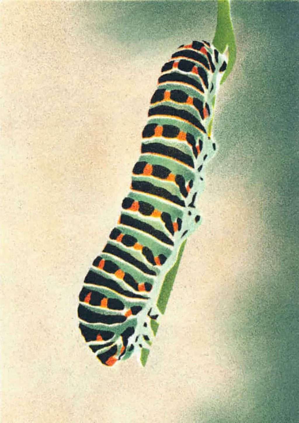 Claire Cameron Smith, 'Camino Caterpillar'