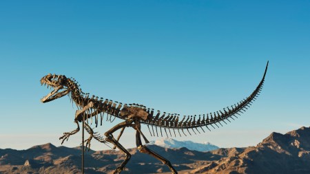 Sotheby’s Sells Ceratosaur Dinosaur Skeleton for $30.5 Million
